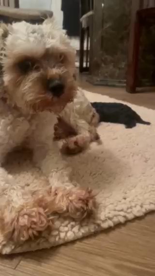 Bella Is   Bichon Frisé in Stratford-on-Avon