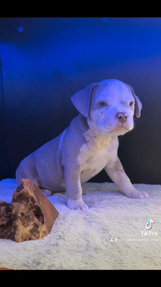 Pocket Bully Pups in Manchester