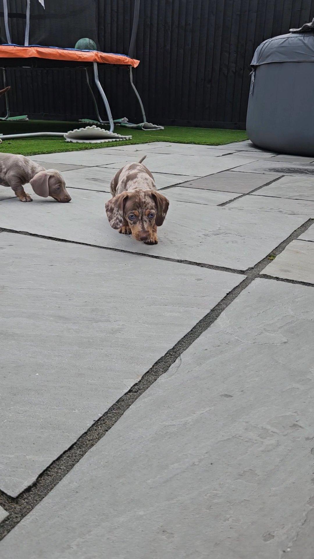 minature daschunds in Liverpool