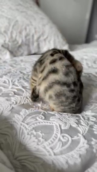 Female 3/4 Bengal Kitten SOLD in Sussex