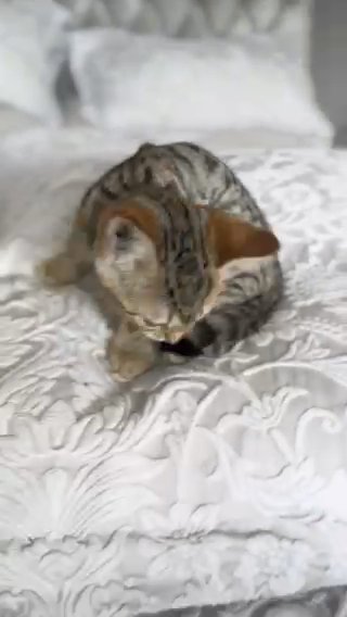 3/4 Bengal Kitten SOLD in Sussex
