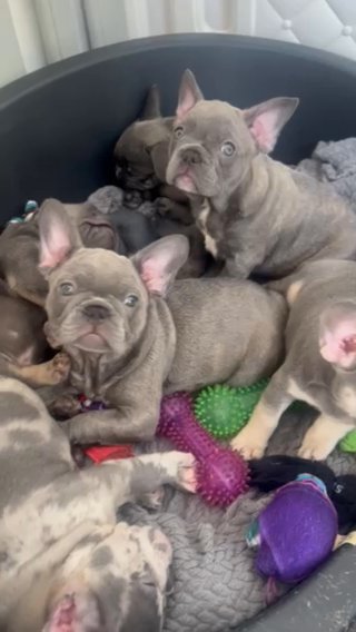 French Bulldog in Liverpool