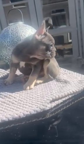 French Bulldog in Liverpool