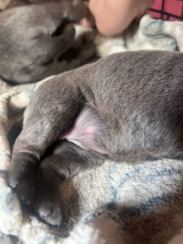 Labrador Puppies in Derby