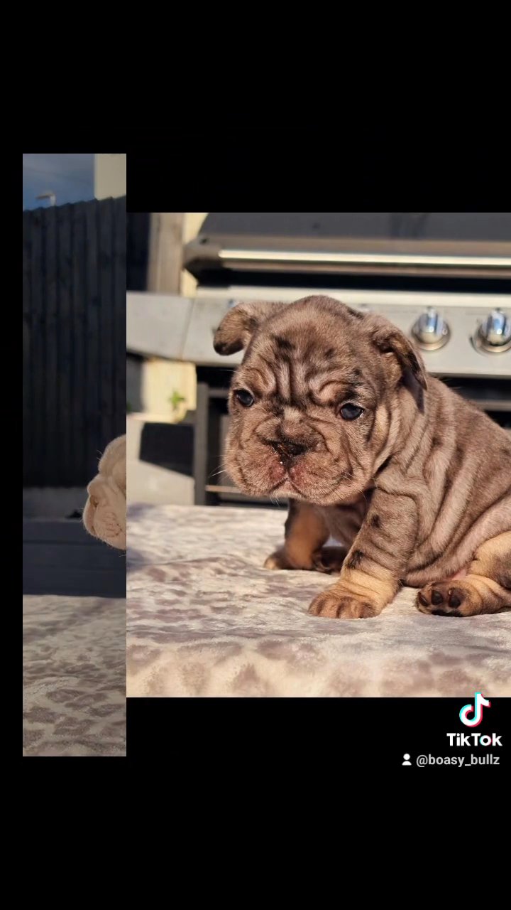 beautiful quality French bulldogs in Leeds