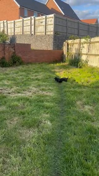 dachshund female is looking for a new family. in Wolverhampton