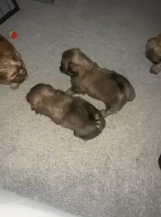 Puppies in Leeds