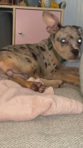 French Bully/ Exotic Bully in Hampshire