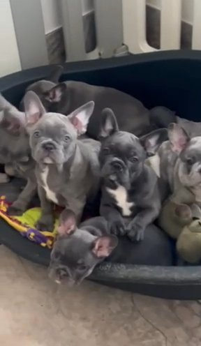French Bulldogs Ready To Leave in Liverpool