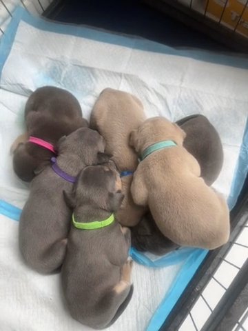 Micro/pocket Bully Puppys in County Durham