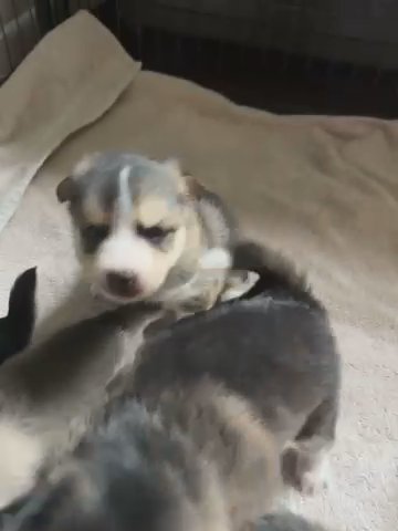 Pomsky Puppies in London