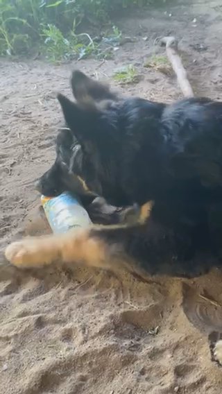 Gorgeous German Shepherd Male in Sheffield