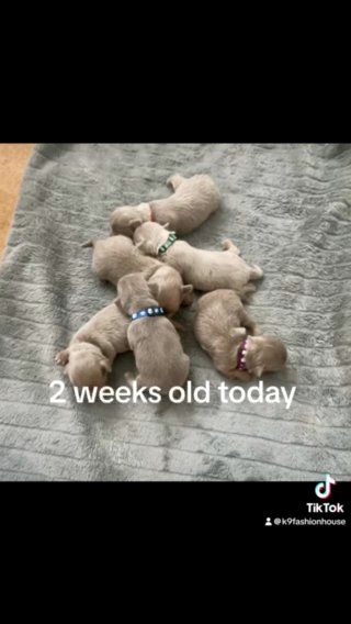 Stunning chihuahua Puppies in Rochdale