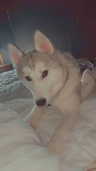 Siberian Husky in Glasgow