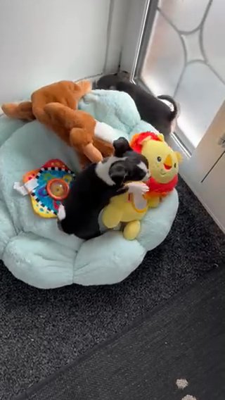 Quality smooth coat Chihuahua puppies in Coventry
