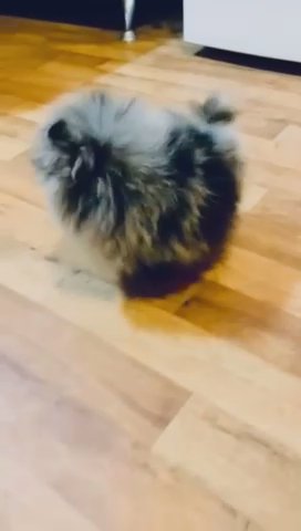 Gorgeous merle Pomeranian girl one of a kind in London