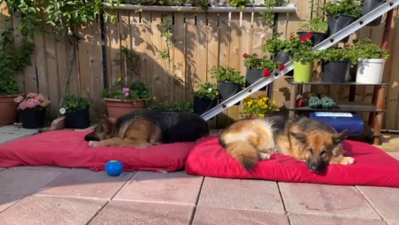 Title German Shepherd Straight back-KC in Glasgow