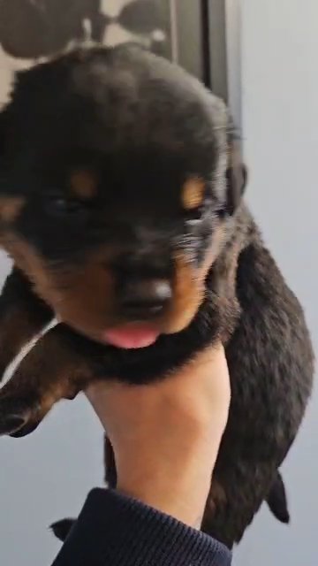 High quality KC chunky rottweiller puppies in Angus