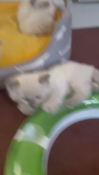 ??PEDIGREE RAGDOLL KITTENS FOR SALE?? in Kirklees