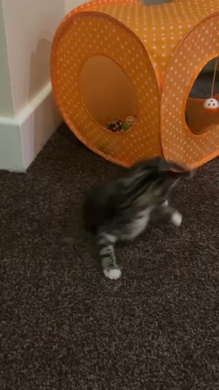 Tabby Kitten ?? in London