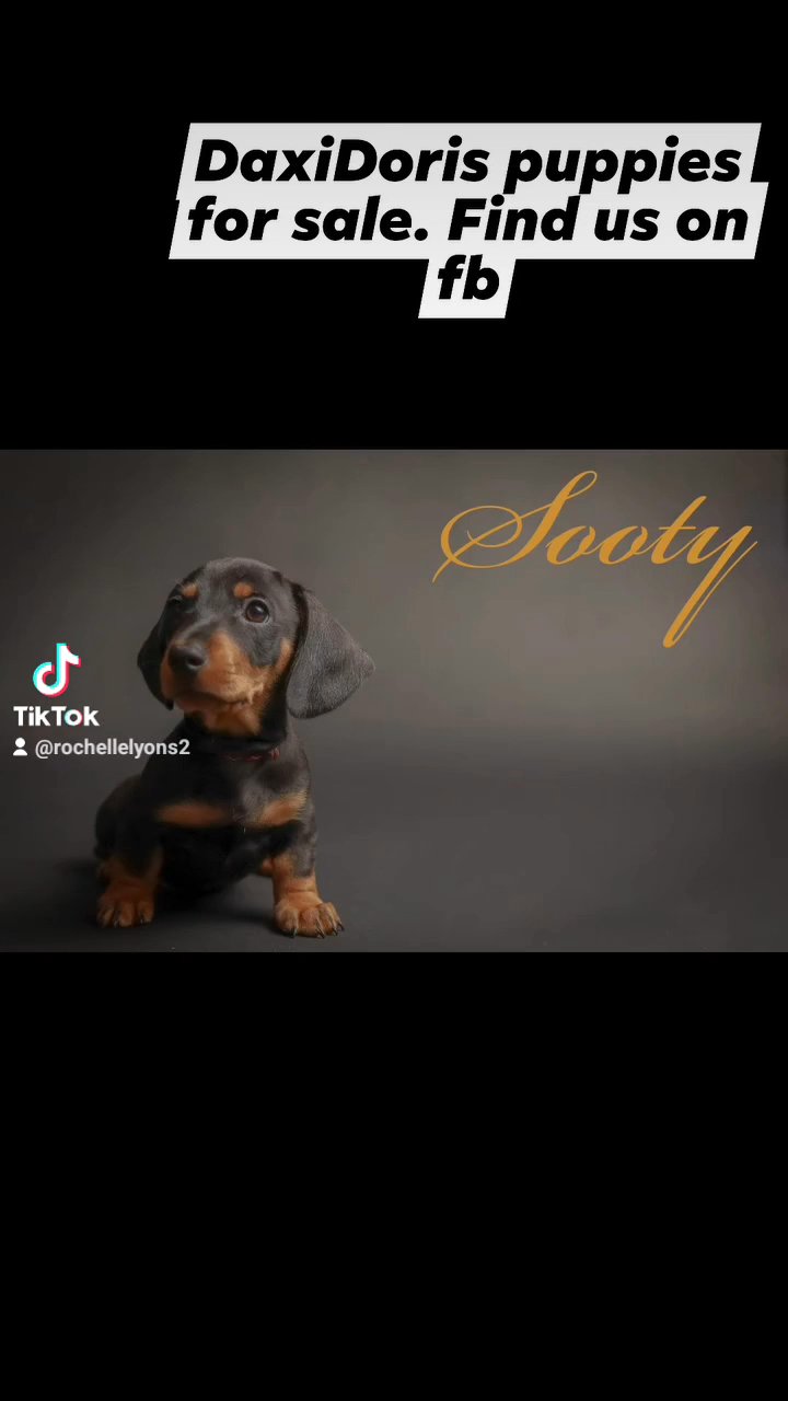 one black and tan girl for sale ready now in East Northamptonshire