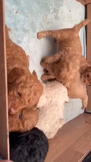 Stunning Litter Of Cockapoo Pups in Wrexham