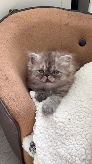Luxury Chinchilla Persian Kittens in Colchester