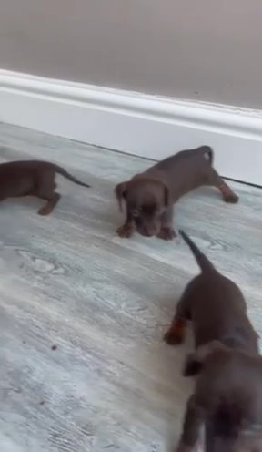 Miniature Dachshund Pups in Milton Keynes