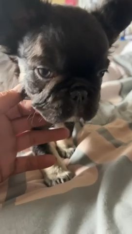 12 Week Old Fluffy Frenchie in Rossendale