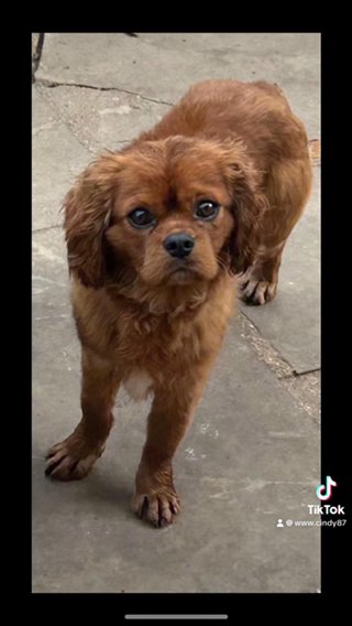 Cavailer King Charles Spaniel in Stratford-on-Avon
