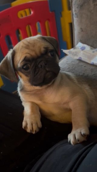 Blue Fawn Pug in Birmingham