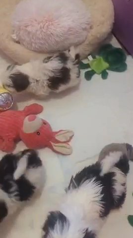 Stunning Kc Reg Imperial Shihtzu’s Health Checked in Wyre