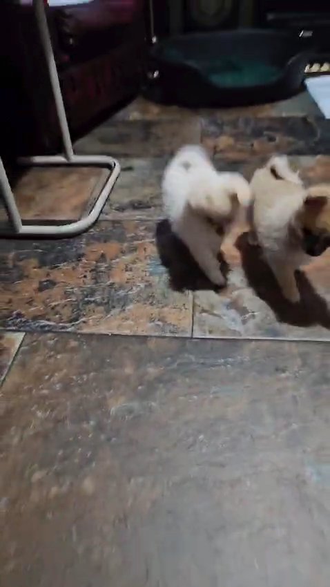 POMCHI GIRL **VERY FLUFFY ** READY NOW in Southampton