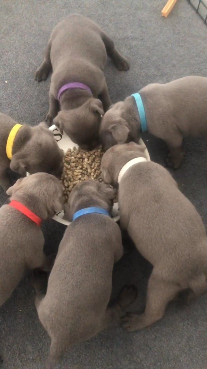 Healthy Blue Staffordshire Puppies in Kent