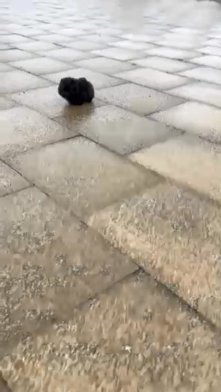 Rare Black Pomeranian With Merle DNA in Birmingham