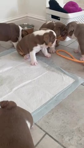 Old English Bulldogs in Derby