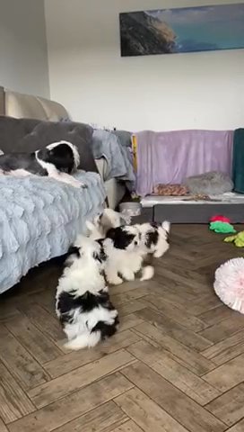 Mummy Playing With Her Gorgeous Kc Reg Puppies in Wyre