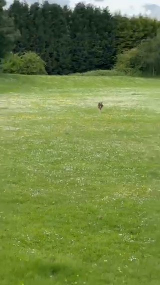 5TH GEN GSD FREE TO LOVING HOME in Sandwell