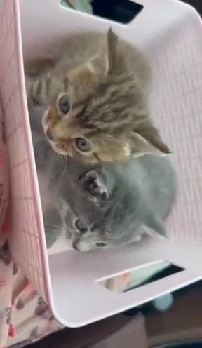 British Shorthair in London