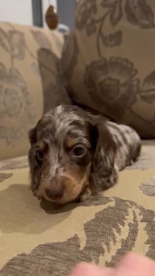 5 Longhaired Kc Registered Dachsunds in London