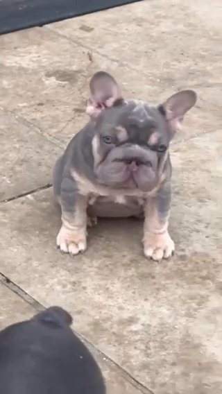 Big Rope French Bulldogs in London