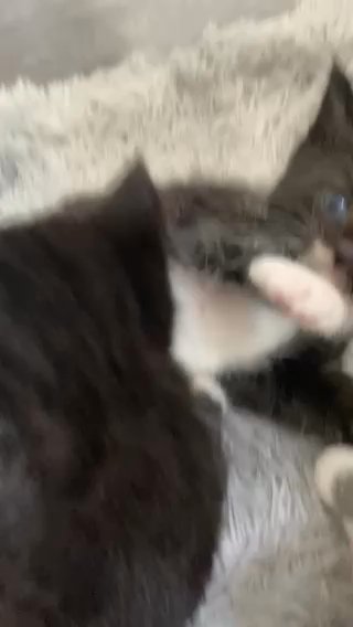 Two Kittens Left To Find Forever Homes in Manchester