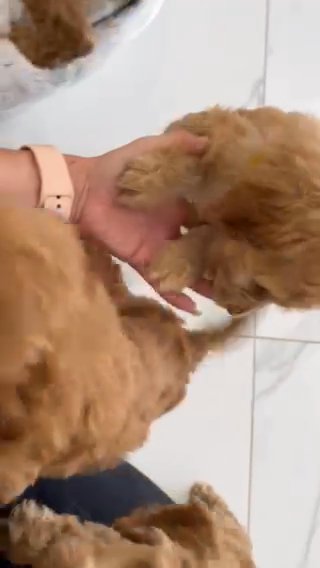 F1B Cockapoo puppies in North East Derbyshire