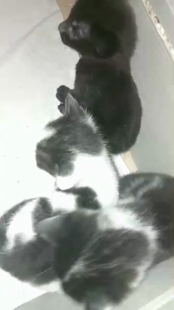 Kittens in London