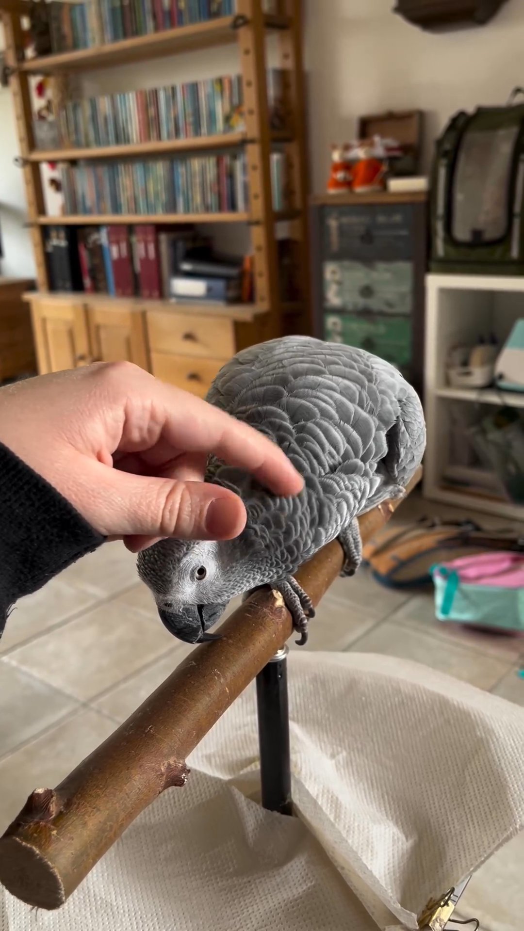 African Grey Parrots Hand Reared in Nottingham
