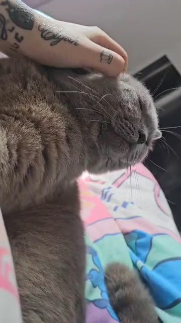 1year old male BSH in Blackburn with Darwen
