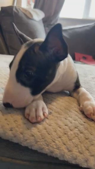 English Bull Terrier Kc Reg in Milton Keynes