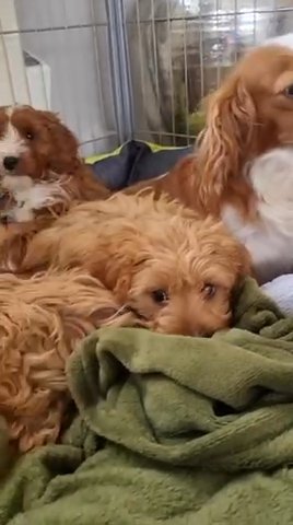 F1 Show Type Cockapoo Pups in London