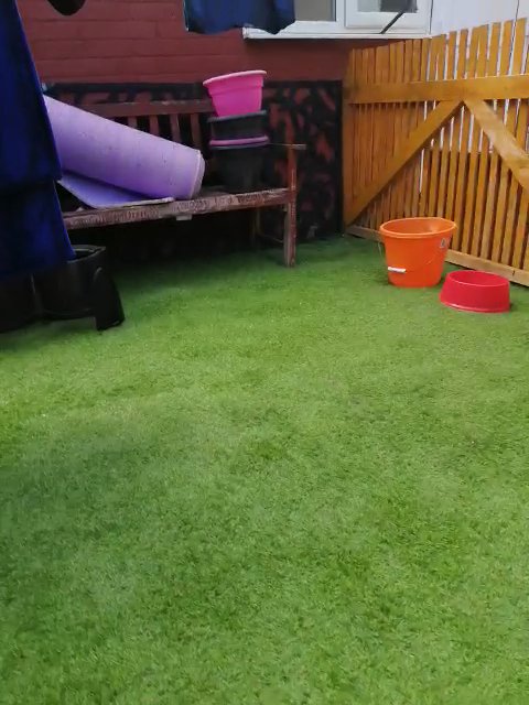 Dogue de bordeaux female kc registered in London