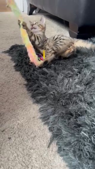 3/4 Bengal Boy in Sussex